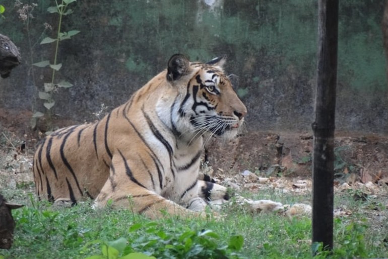 Madhya Pradesh Lost 26 Tigers In 2020 
