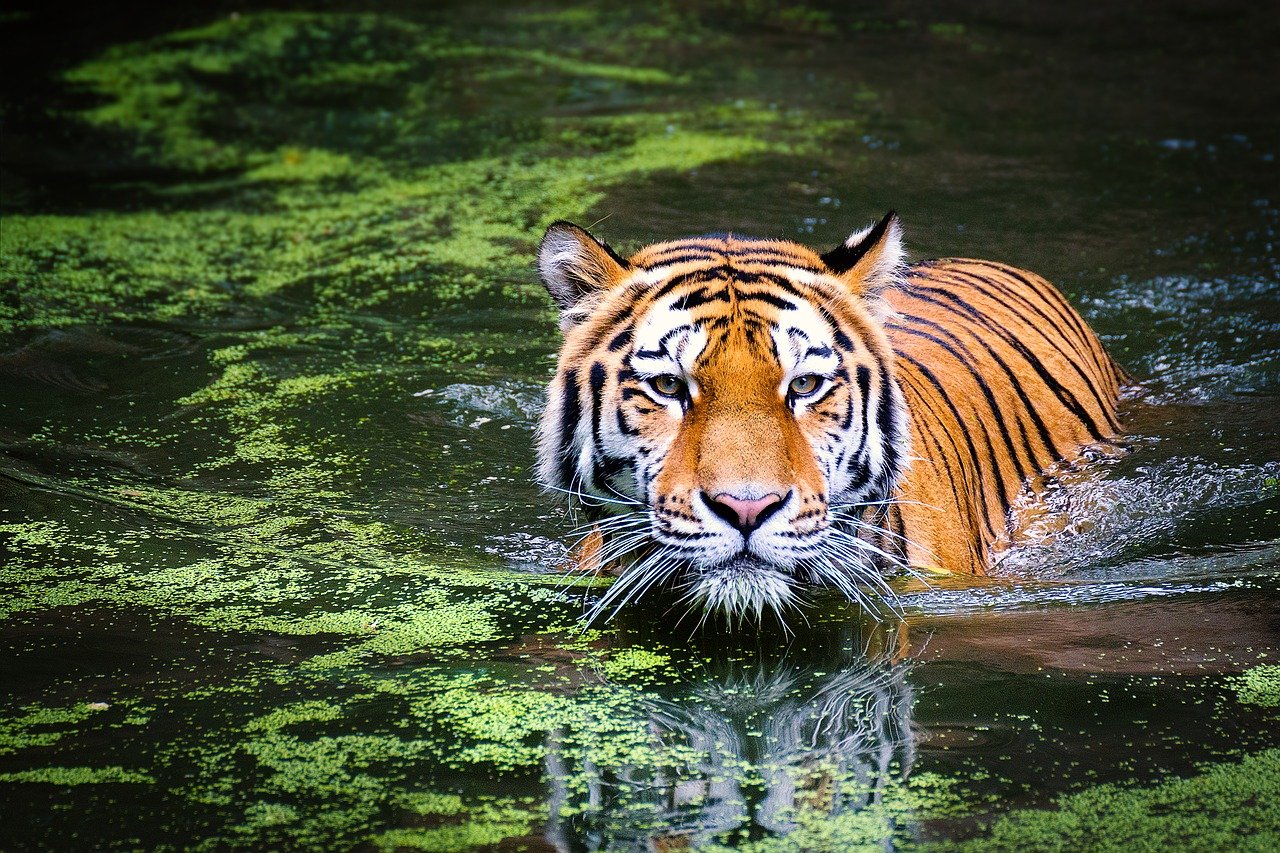 Gujarat Is All Set To Get Its First Tiger Safari Park In Dang