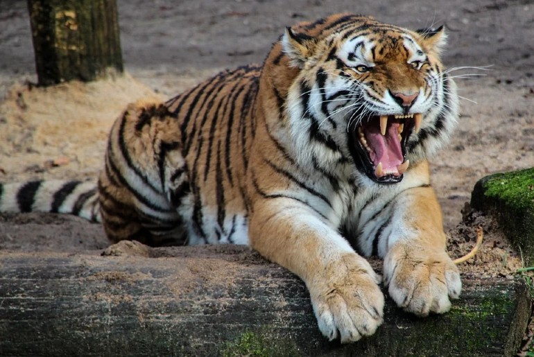 Madhya Pradesh Lost 26 Tigers In 2020 