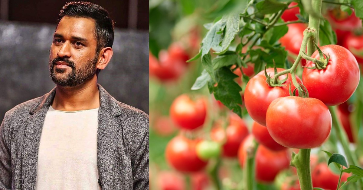 MS Dhoni’s Farm Vegetables From Ranchi To Be Exported To Dubai
