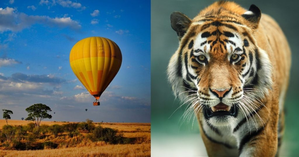 Go On India’s First Ever Hot Air Balloon Safari Over A Tiger Reserve In Madhya Pradesh