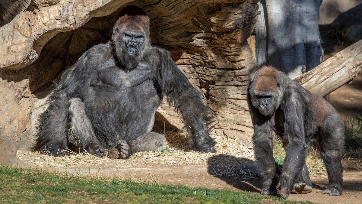 Gorillas Of The San Diego Zoo Safari Park Test Positive For COVID-19