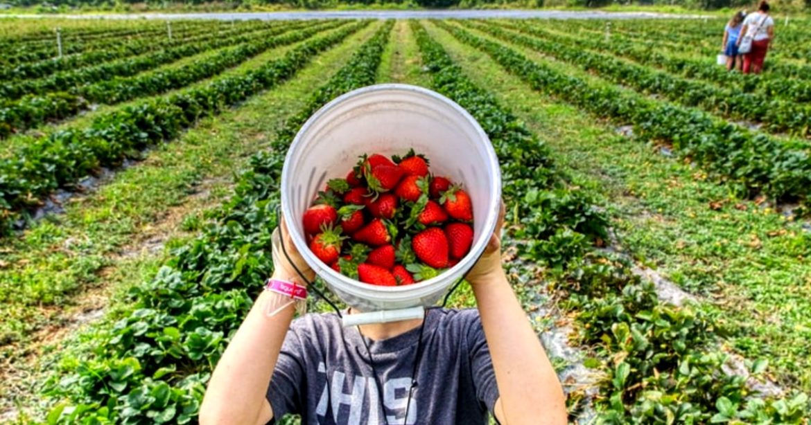 You Can Now Go Strawberry Picking At South India's Lambasingi This Winter