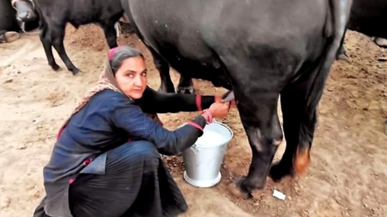 62 Year Old Woman From Gujarat Sells Milk Worth Rs 1 Crore