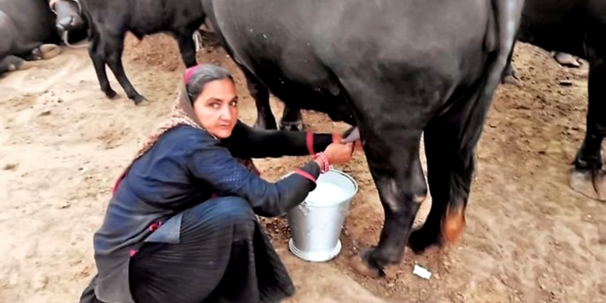 62-Year-Old Woman From Gujarat Opens Dairy At Home & Sells Milk Worth ₹1 Crore A Year