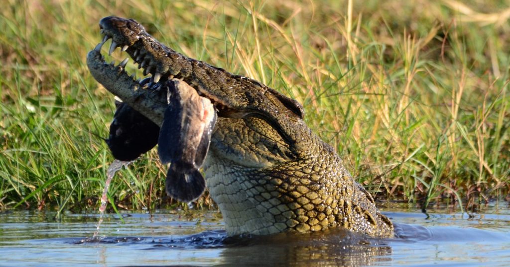 Odisha World's Largest White Crocodile Park