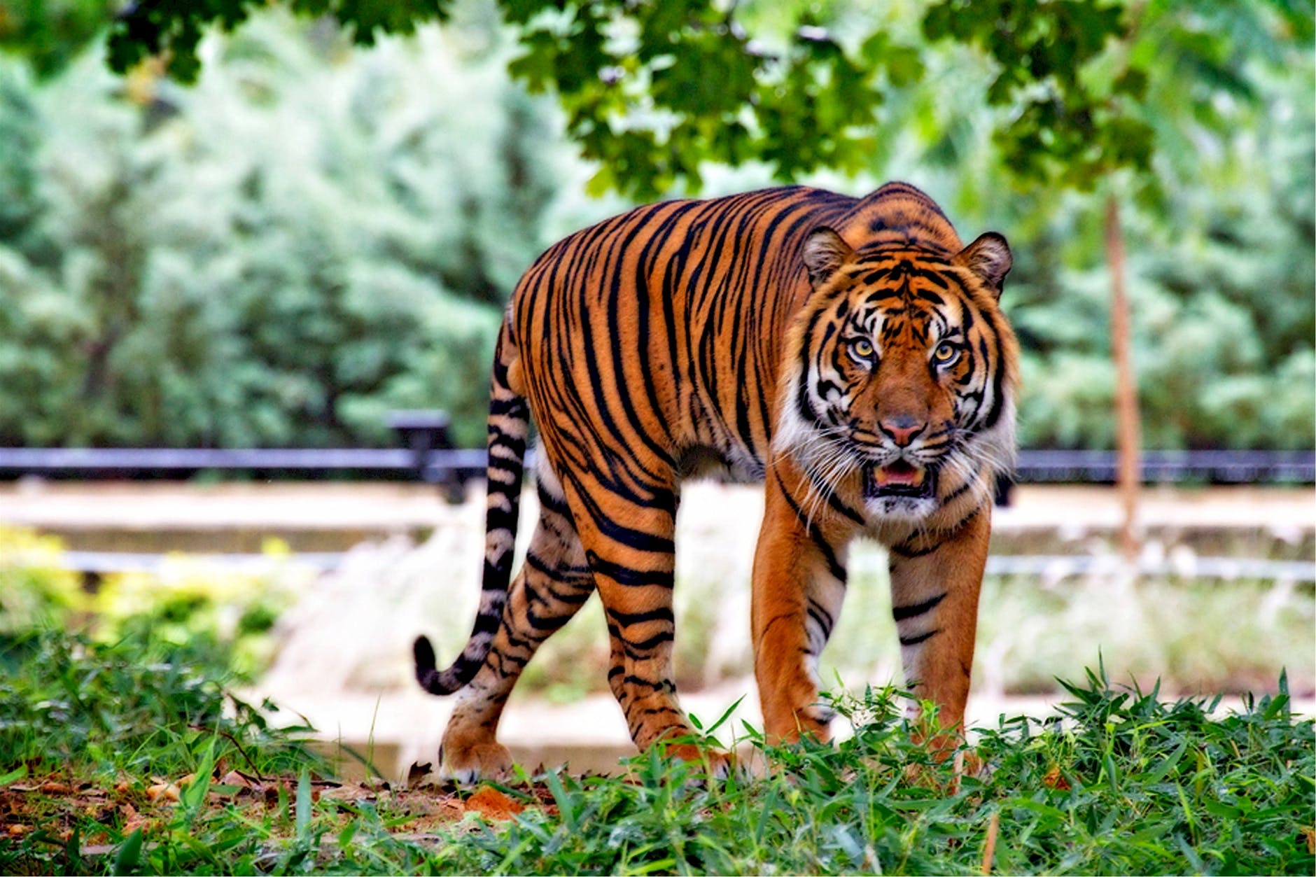Massive Tiger Drags Safari Vehicle With People In Bangalore’s Bannerghatta Park