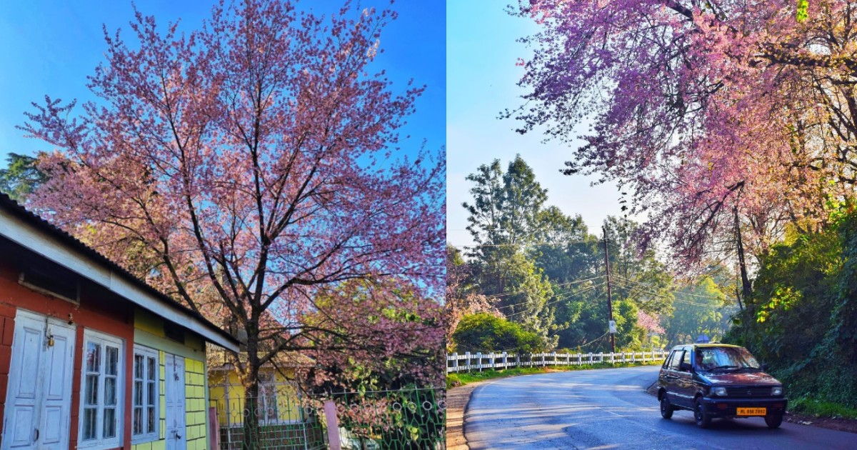 Shillong Is Bathed In Pink As It Gears Up To Host Annual Cherry Blossom Festival