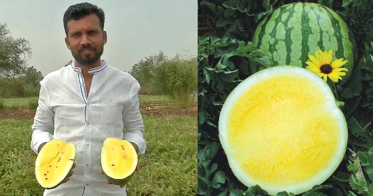 Karnataka Farmer Grows Unique Yellow Watermelon Which Tastes Sweeter Than Red
