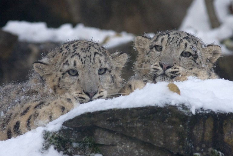 Snow Leopard Spiti