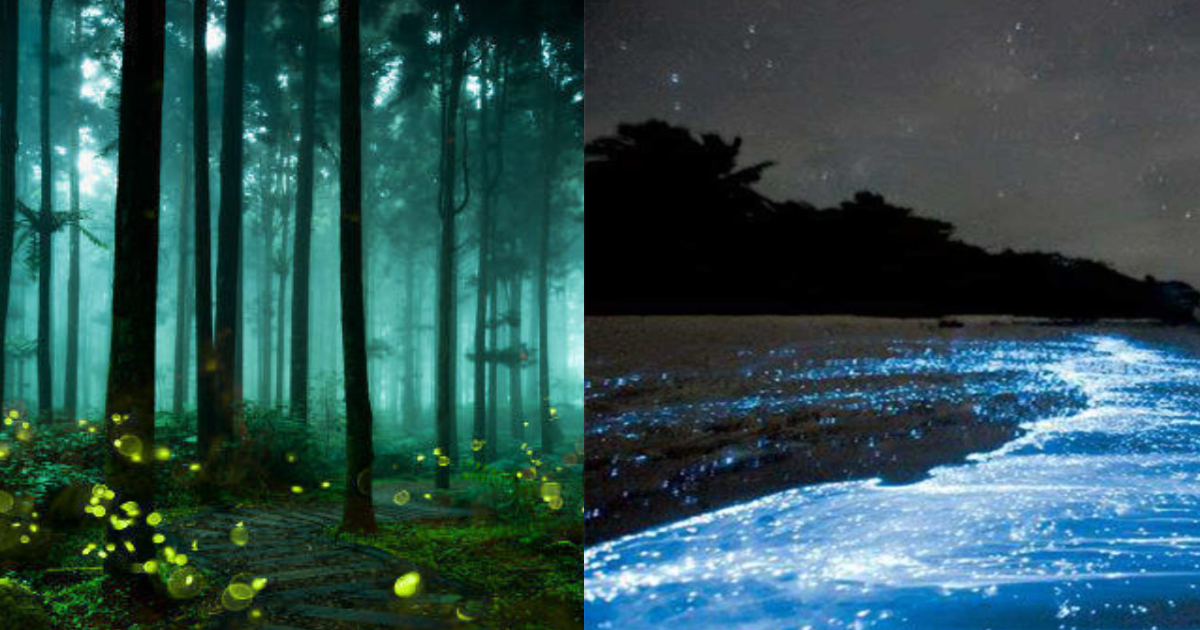 6 Stunning Places In India To Witness The Glow-In-The-Dark Phenomenon
