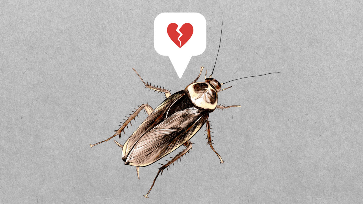 This Valentine’s Day, Name A Cockroach After Your Ex & Watch It Get Eaten