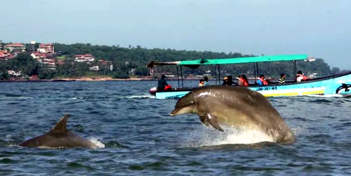 dolphin tour south goa