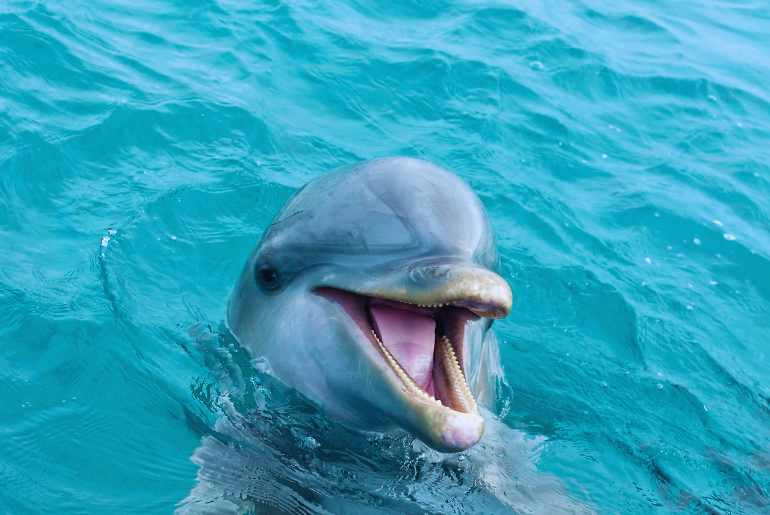 beaches in goa to spot dolphins