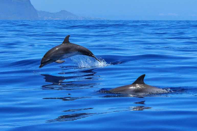 beaches in goa to spot dolphins