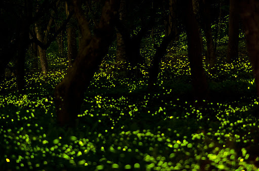 glow in the dark places in india