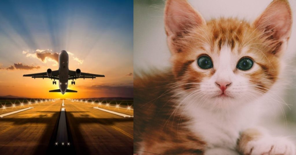 Cat Attacks Pilot Sudan Plane