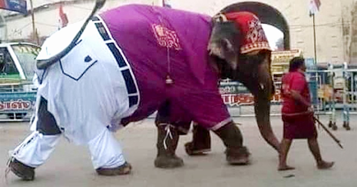Elephant Wearing Shirt & Pants Amuses Netizens; Anand Mahindra Shares Picture