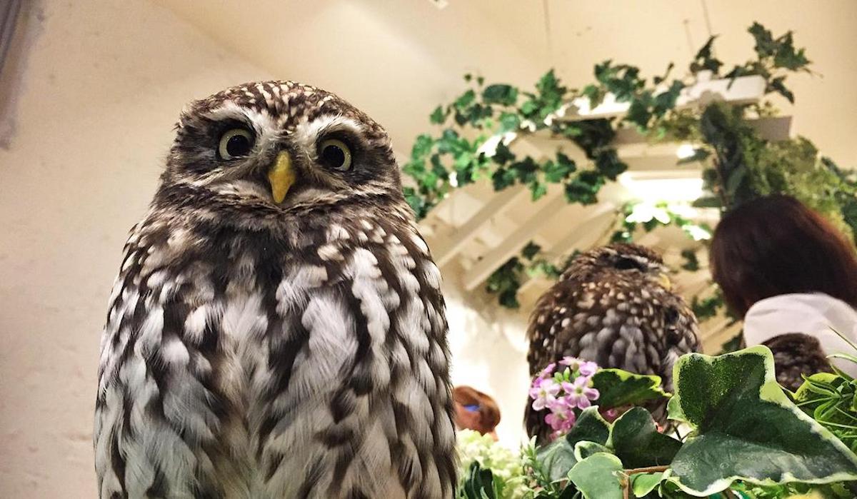 Abu Dhabi Has An Owl Cafe And It’s A Must Visit