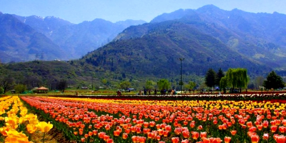 Stunning Kud Tulip Garden In Jammu & Kashmir Welcomes Visitors With Over 9000 Tulips