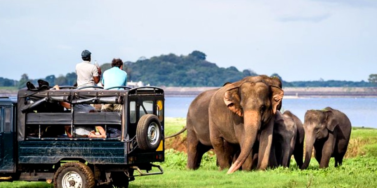 Tourists At Karnataka Reserve Are Caught Between Two Elephants; Video Goes Viral