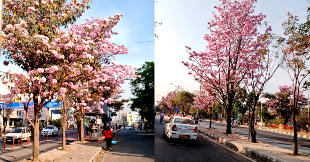 Bengaluru Is Hot Pink Right Now, Here’s Where To Spot Cherry Blossom In The City