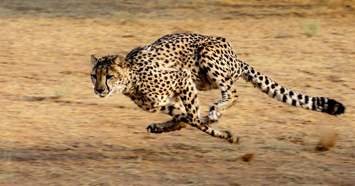Cheetah To Make Comeback Into Indian Grasslands, 70 Years After Local Extinction