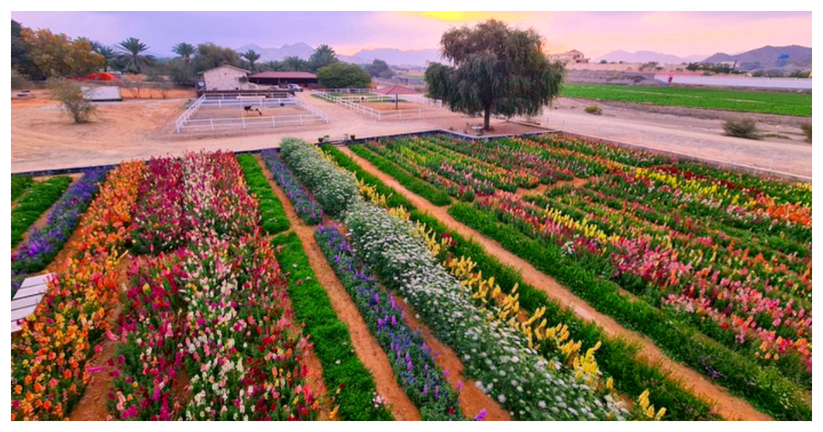 This Ras Al Khaimah-Based Flower Farm Is UAE’s Best Kept Secrets