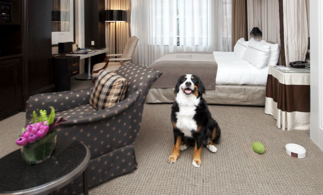 things to keep in mind in pet hotels 