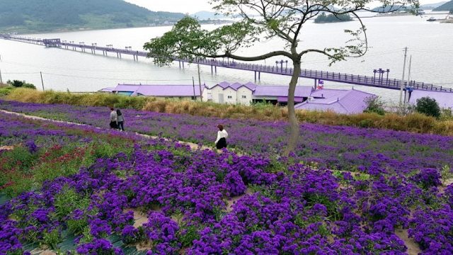 South Korean Purple Islands Are Covered In Stunning Blankets Of Lavender Flowers