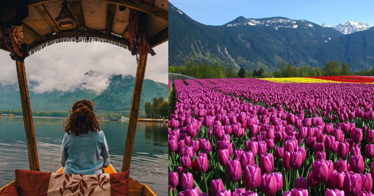 Jammu & Kashmir Ready For Spring Season; Shikhara Rides & Tulip Gardens Open