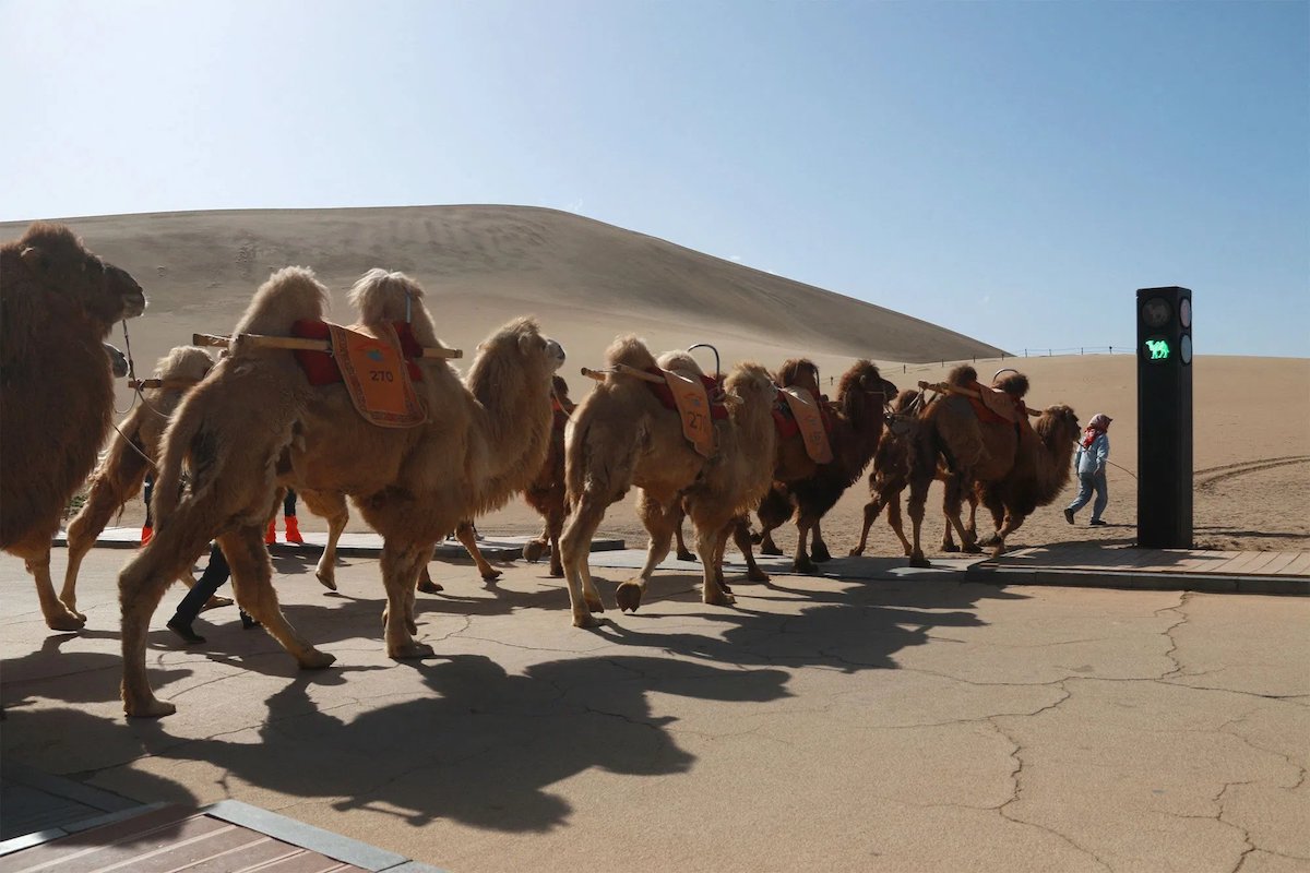 World’s First Traffic Lights For Camels Gets Installed In China