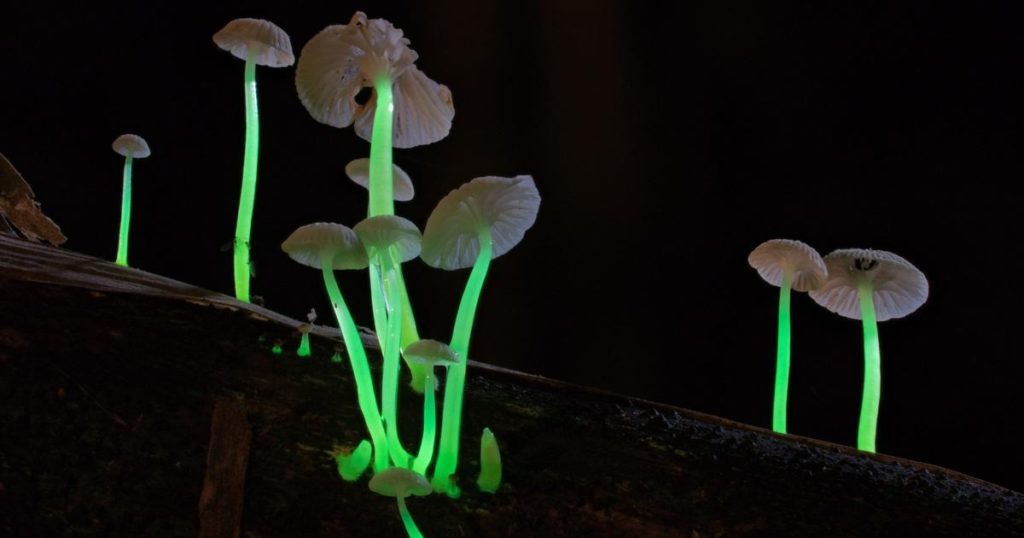 Mushroom Species Emitting Lights Meghalaya