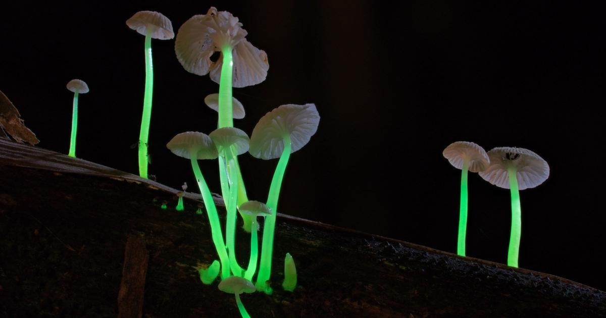 Rare And Stunning Mushroom Species Emitting Lights Discovered In Meghalaya