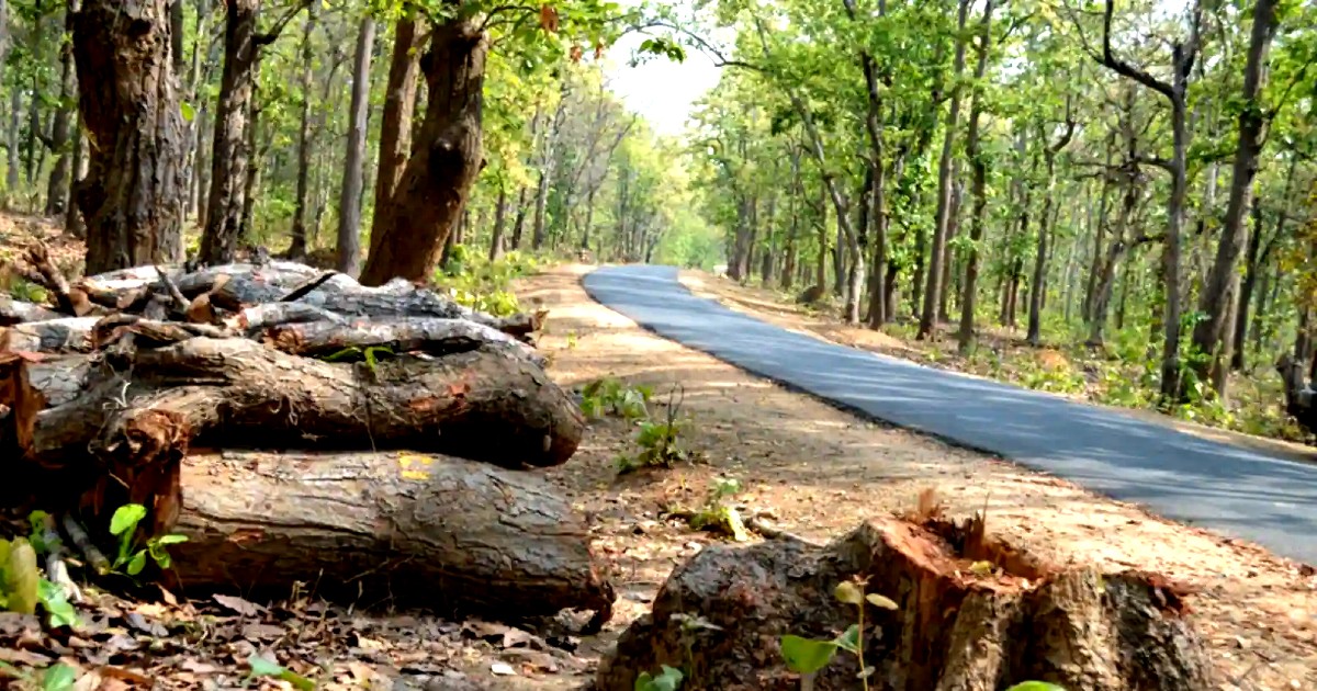 Odisha Chopped 1.85 Crore Trees To Build Roads In 10 Years But Planted Only 29 Lakh