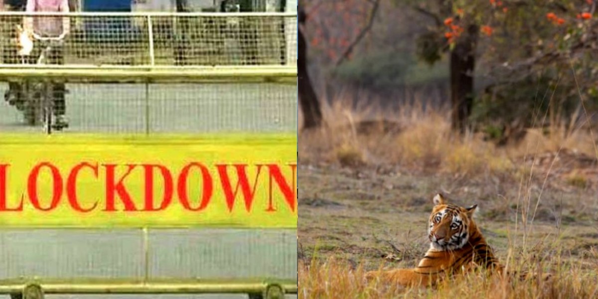 Tadoba, Pench & Other Wildlife Parks In Maharashtra Closed Till April 30