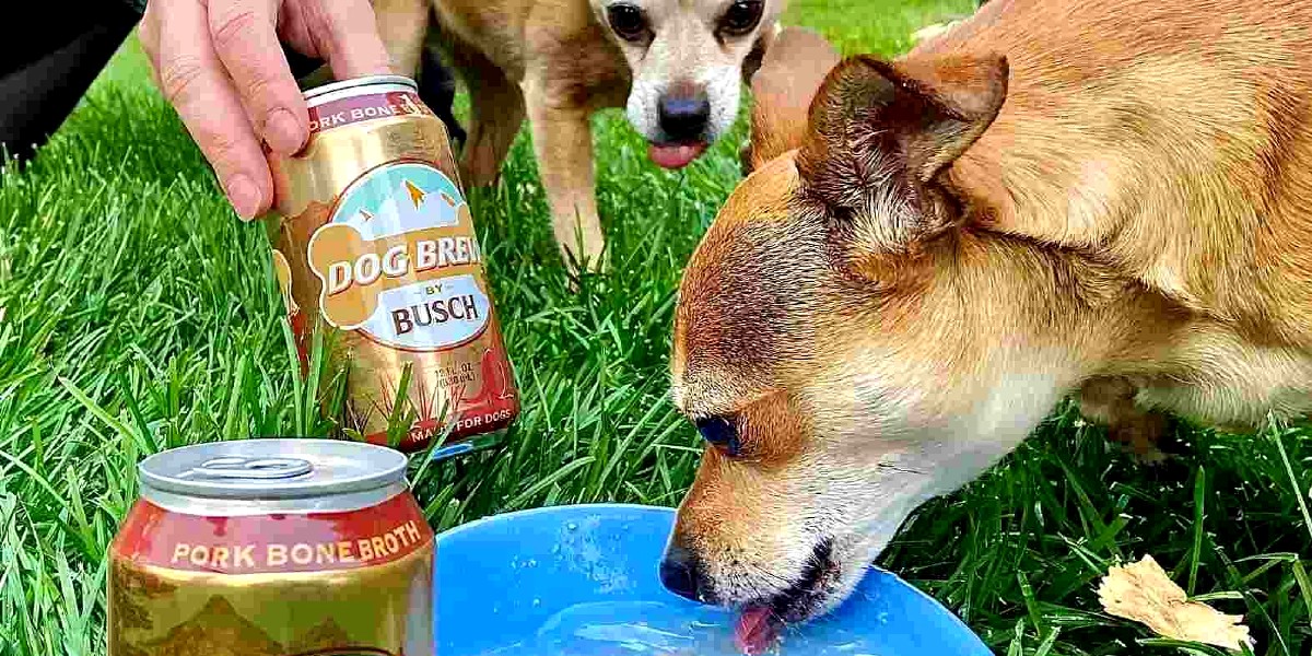 US Brewery Is Hiring Tasting Officers For Refreshing Dog Beer At A Salary Of ₹14 Lakhs