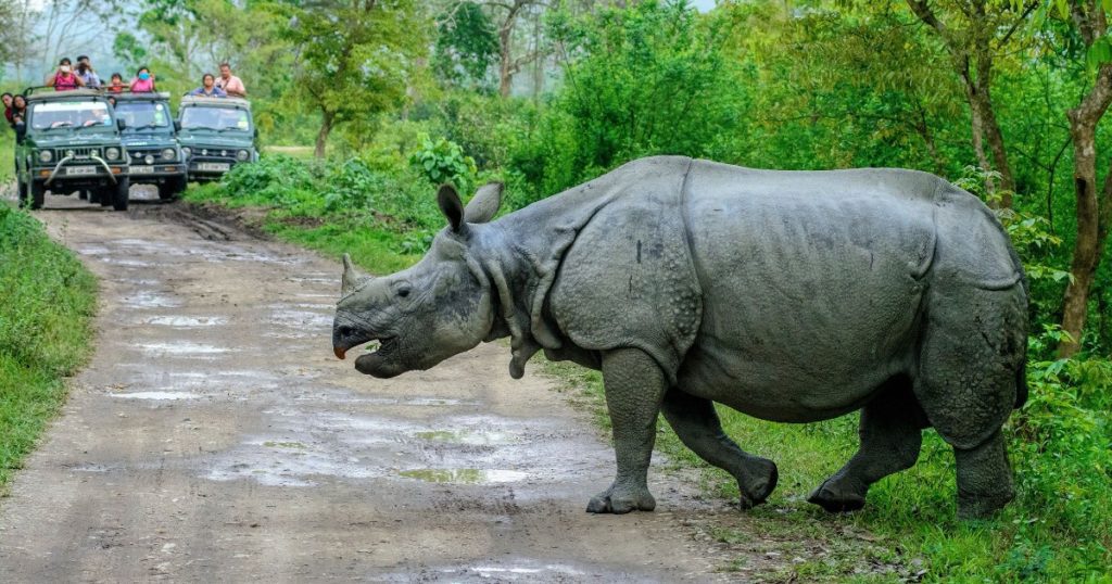 Pobitora Wildlife Sanctuary Assam Rhino