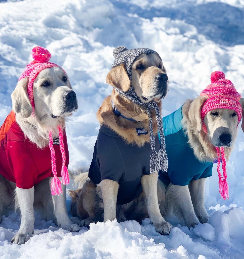 do igloos keep dogs warm