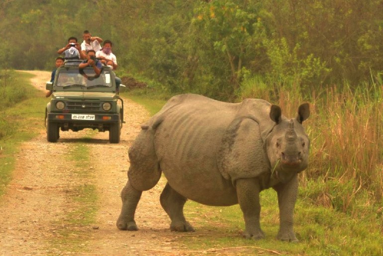 Pobitora Wildlife Sanctuary Assam Rhino