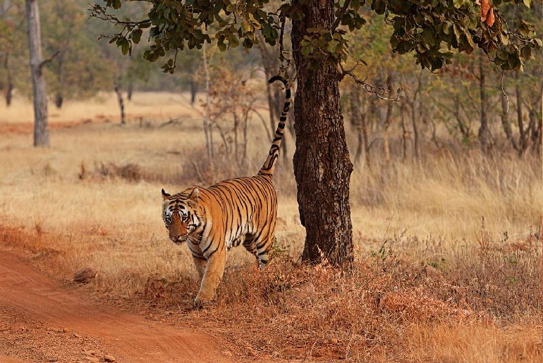 Maharashtra Tourism