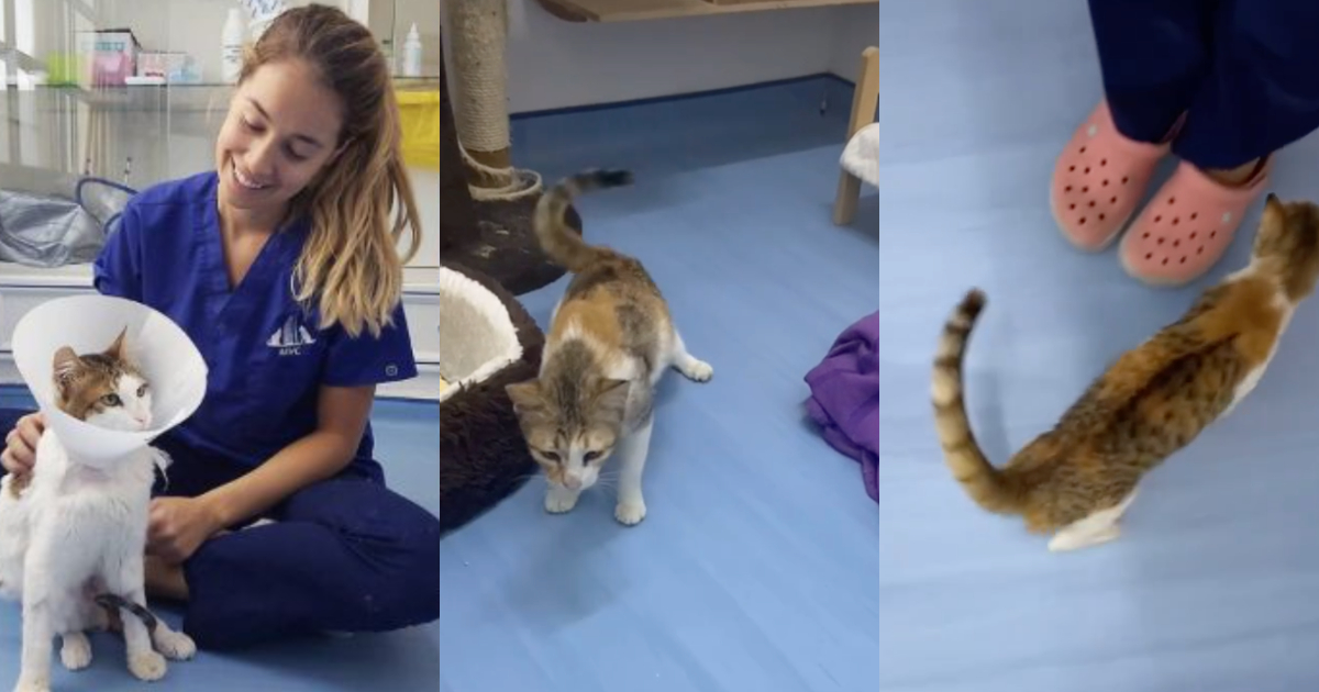 This Dubai Vet Physiotherapist Made A Paralysed Cat Run, Here’s How