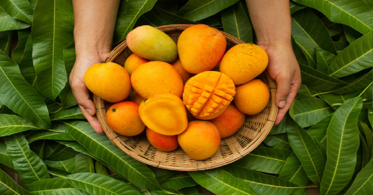 8 Famous Mango Varieties in India