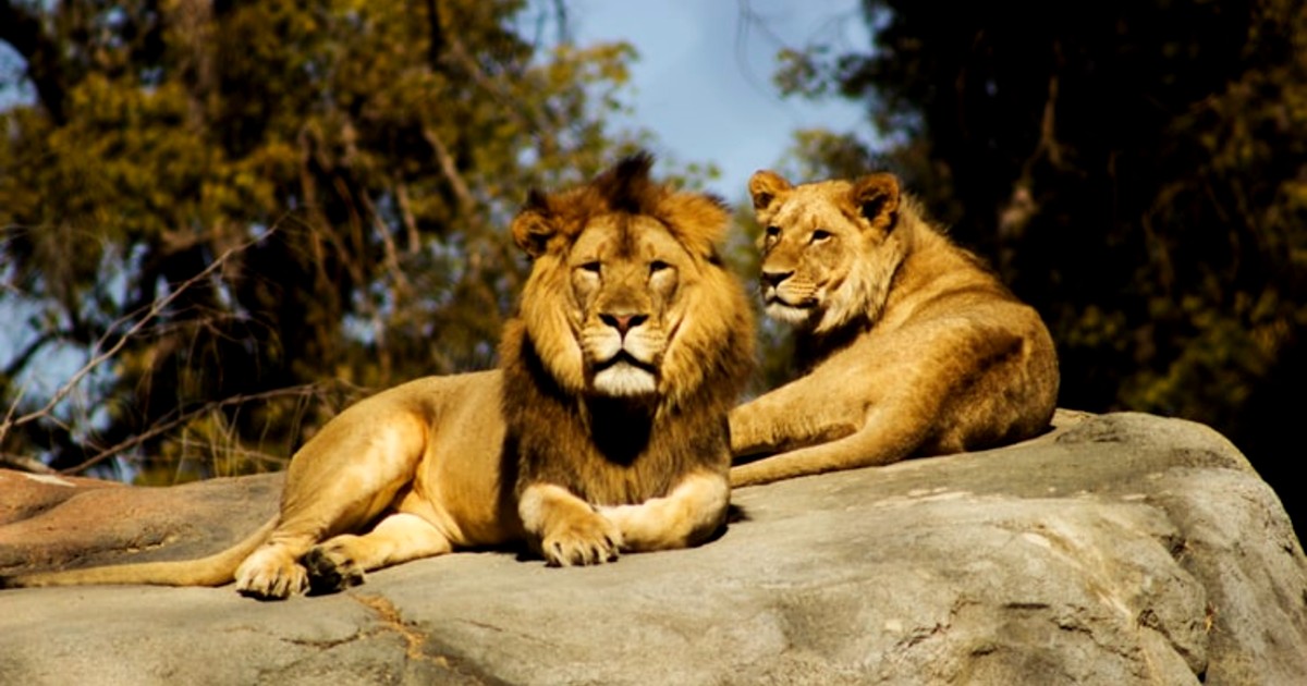 India Shuts Down All National Parks & Sanctuaries After 8 Asiatic Lions Test Covid Positive