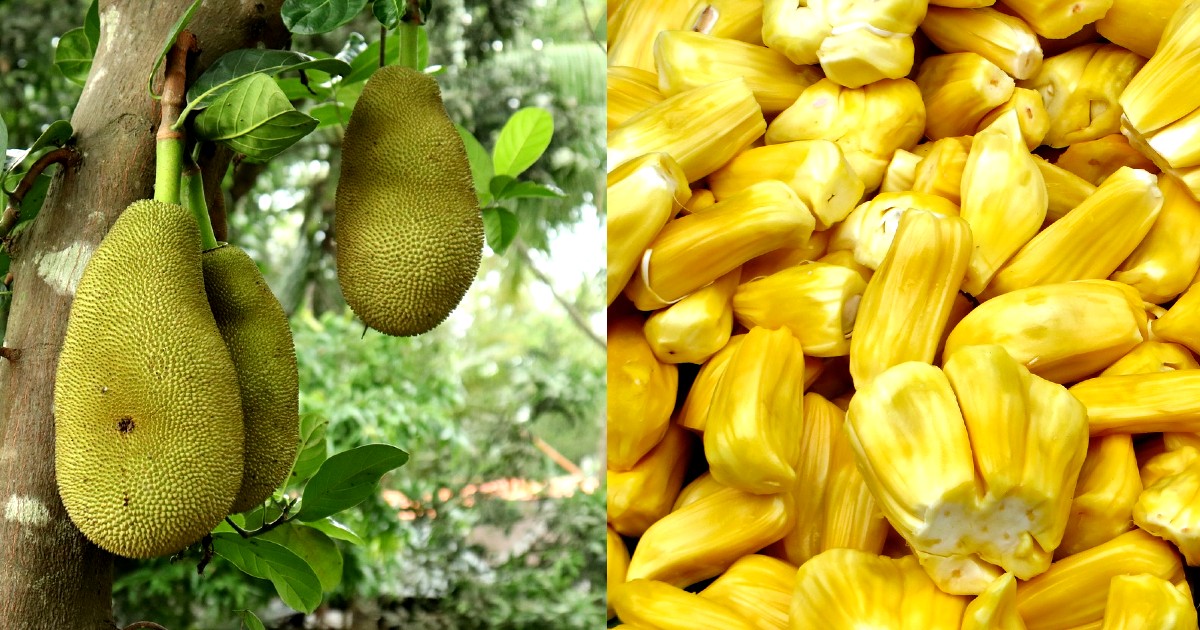 jackfruit popular in europe
