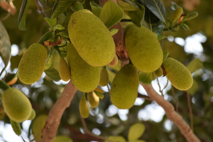 jackfruit popular in europe