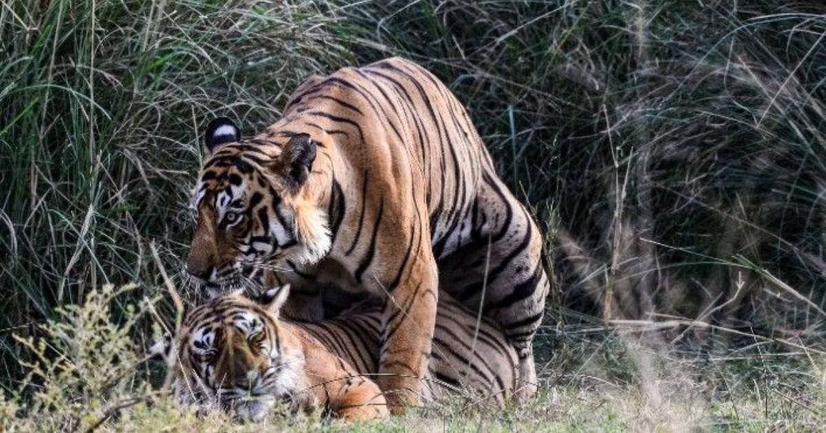 I Witnessed The Unique Mating Of Tigers At Ranthambore National Park & Here’s How You Could Too!