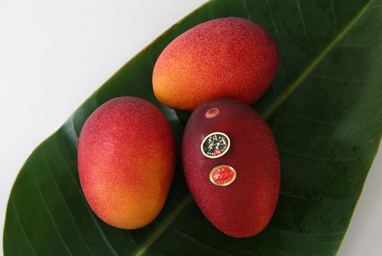 mp couple grow japanese mango