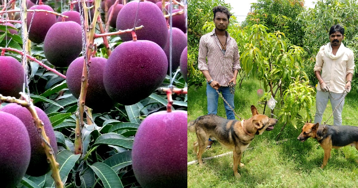 MP Couple Grows World’s Costliest Mangoes Priced At ₹2.7 Lakhs Per Kg; Hire Guards For Protection