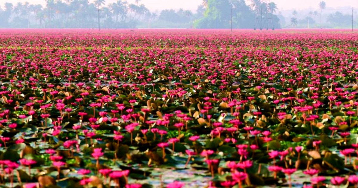 Kerala Village Turns Sea Of Pink As Water Lillies Cover Paddy Fields & It’s A Sight To Behold!